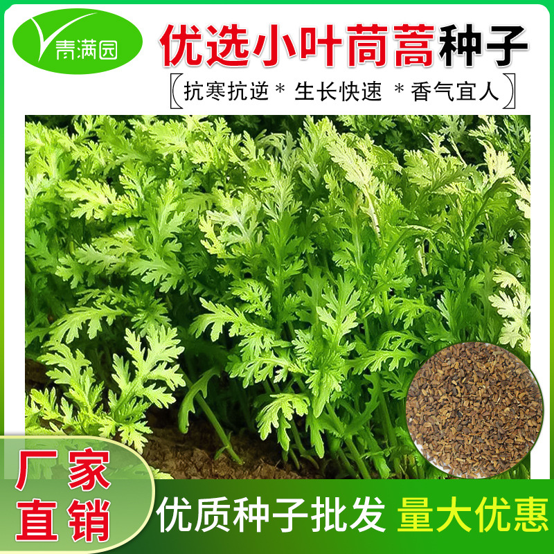 批发小叶茼蒿种子茼蒿菜籽种光杆大叶茼蒿籽高杆皇帝菜秋季蔬菜