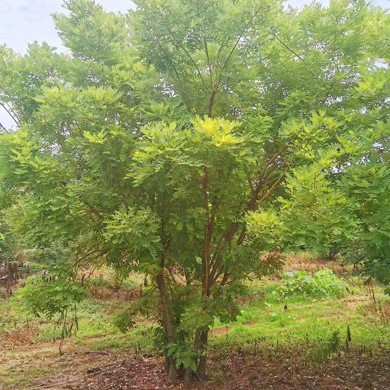 База Оптовая Ландшафтный проект Арбор Кластер Рассады Золотая Софора японская Большие деревья