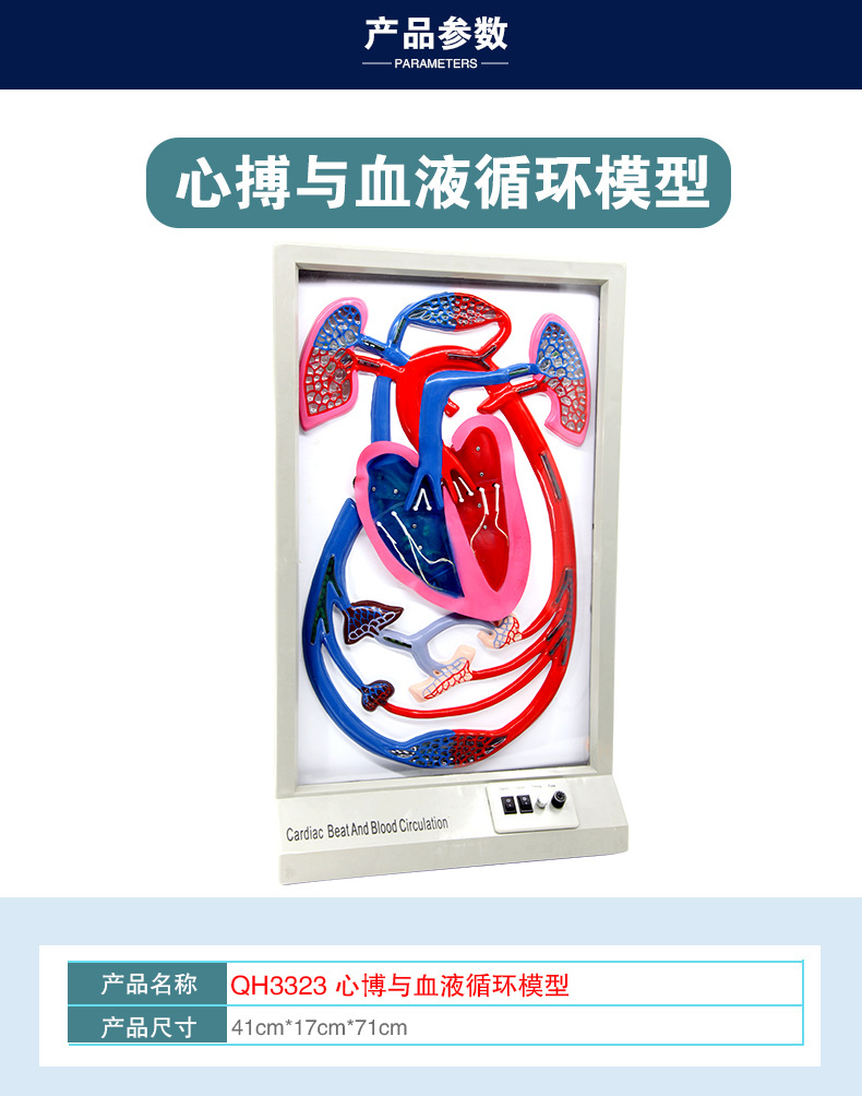 QH3323心搏与血液循环模型_04.jpg