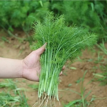 茴香菜种籽大全四季蔬菜种子孑苗阳台盆栽割茬小茴香菜洋葱无架