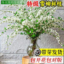 ѩ���r֦������ˮ�B�廨ˮ��ֲ���r�����҃��ͺ����ԾGֲ�����û�
