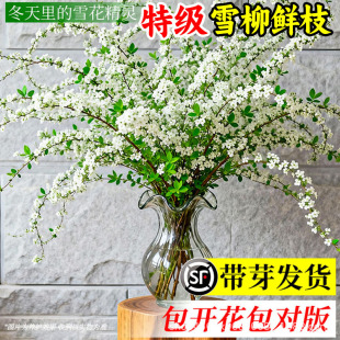 ѩ���r֦������ˮ�B�廨ˮ��ֲ���r�����҃��ͺ����ԾGֲ�����û�