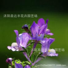 l~NС~ݷNӻɫG|rͮ·N