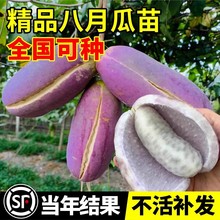 八月瓜树苗无籽水果苗瓜种八月炸果树苗南方种植地栽爬藤一树多果