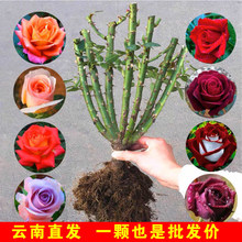 õ�廨���Ϙ��Gֲ�������¼��Nޱ�ϸ��҃����̨ͥԺ�ش󻨻��ļ�