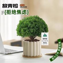 放青松绿植雾松室内小盆栽办公室桌面植物摆件四季好养活净化空气