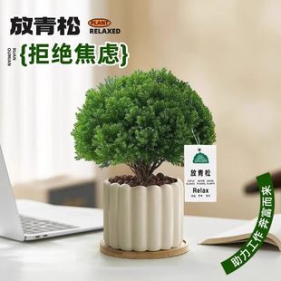 �����ɾGֲ�F���҃�С�����k��������ֲ��[���ļ����B������՚�