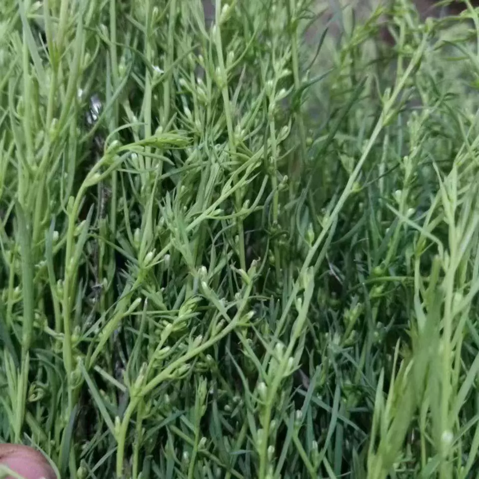 Семена травы, семена центавреи, семена центавреи, семена центавреи, сосновый бутон, полынь, зеленая трава дракона, семена травы, каменная рапсовая трава, семена женьшеня с сосновыми волосами