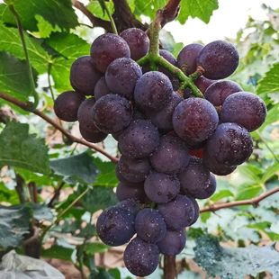 �|���޷����Ѯ����Fժ���r��֭��ͯˮ���������l���]���ĺڏS���l