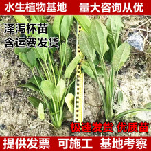 ɞaԱˮֲͦˮֲӵֲˮ|