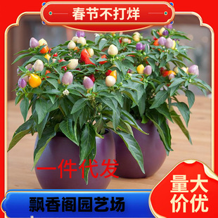 һ�����l����������������ʽ����r���콷�߲��^��С���\