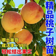 血桃水蜜桃冬桃树嫁接苗南北方种植特大早熟果苗地栽盆栽当年结果