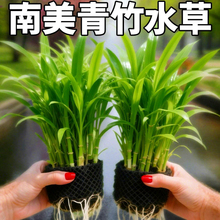 ����ˮ��ֲ������~��ˮ���쾰�~�ݸ׾Gֲ���ˮ���֑����B�~��