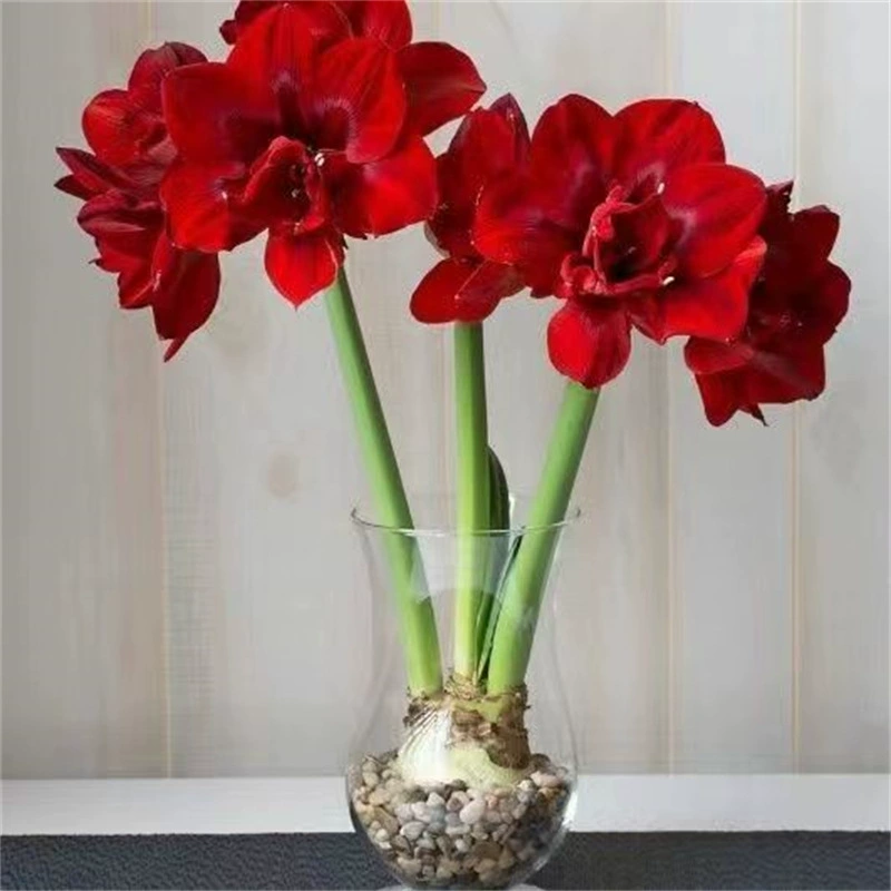 Голландский большой красный шар двойной шар в горшке крытый балкон цветы Four Seasons двор украшения растений оптом