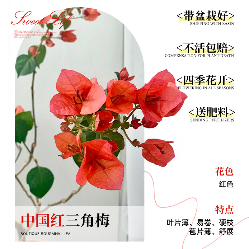 [꽃과 함께 배송되며, 수령 즉시 즐겨보세요] 중국 붉은 부겐빌레아 40-50cm