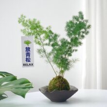 蓬莱松苔藓球｜室内净化空气绿植苔藓球放轻松植物