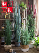 洋葱草仿真绿植芦苇草盆景大型植物假绿植家居室内装饰品