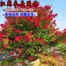 ���l������ޱ����ͥԺ���ܴ��t����t����ޱ����e���G�������ļ�