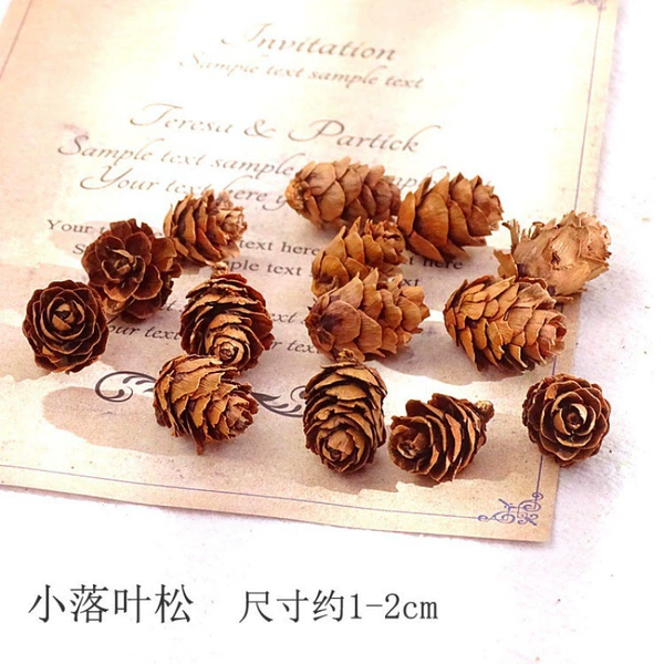 [本色小落叶松10个-干花包]