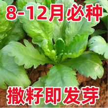 Ll~ļʵ۲̨ﶬ߲˷NZ