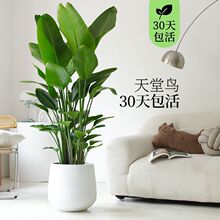 BGֲֲ͏d˴;Gֲ҃·ȩQm