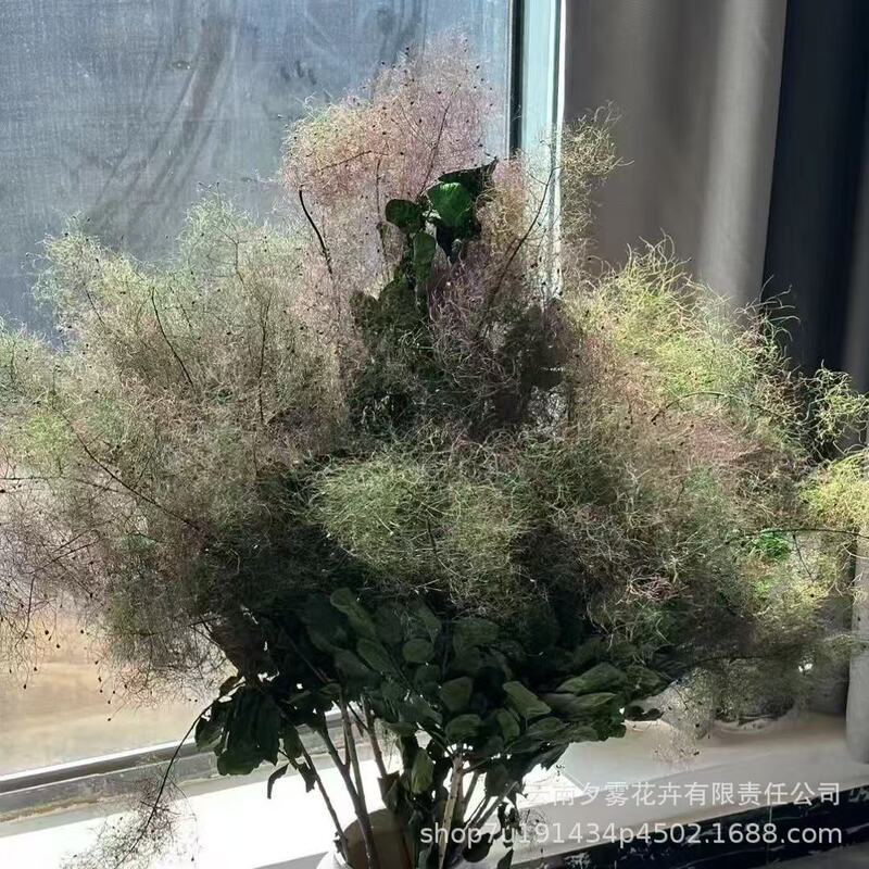 Mist Lover Huanglu Flower Smoke Tree Flower Preserved Flower Dreamy Wedding Arrangement Home Decoration Factory Wholesale Mist Lover Huanglu Flower Smoke Tree Flower Preserved Flower Dreamy Wedding Arrangement Home Decoration Factory Wholesale