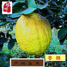 塔咔香橼云南特产香园合作社直供当天新鲜水果非佛手柑1斤起包邮