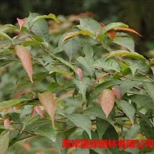 �������N����ֲ���ӢС�� ���|�G����ľ ��Ӣ