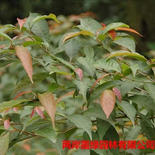 �������N����ֲ���ӢС�� ���|�G����ľ ��Ӣ