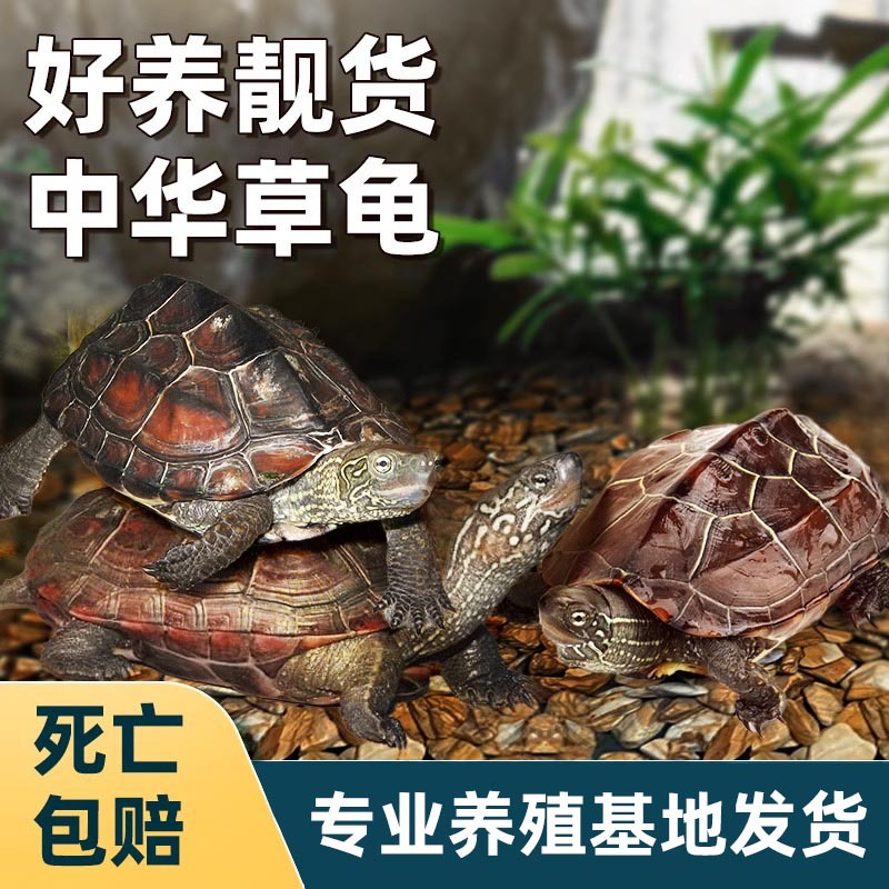 中华草龟小乌龟活物外塘长寿龟招财宠物观赏龟水金线龟墨龟草龟苗