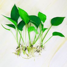 ˮG}ˮBԿ͏d҃ȑ˾GֲBֲ՚