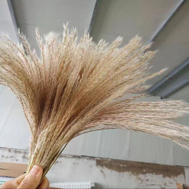 网红芦苇干花花束天然蒲苇客厅摆件超大婚庆拍照装饰仿真永生花|undefined