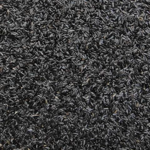 Семена травы с черным кончиком — корм для птиц, способствующий размножению Нигерского гибискуса. Корм для птиц Canary Jade Bird Jade Bird Black Tip Seeds