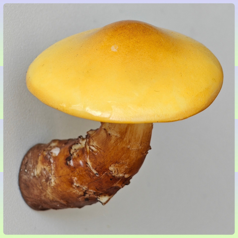 云南野生菌冰箱贴 手工制作 磁铁冰箱贴 蘑菇冰箱贴 冰箱贴磁吸式|undefined