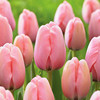 Tulip species ball flower seed seed seed seed seeds are easy to live cold water resistance to soil cultivation pots and pots of imported heavy petal balls in the Netherlands