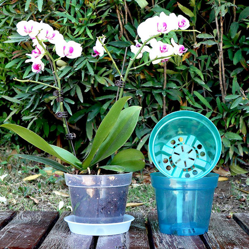 New Transparent Phalaenopsis Pot, Qingshan Root Control Pot, Perforated Plastic Flower Pot Base, Philodendron Bamboo Alocasia Pot