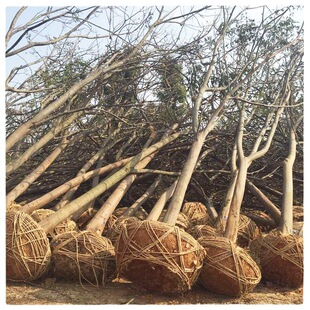 �@�־G����ľ���� ���l������ ����� �Sɽ���8-30���ִ��