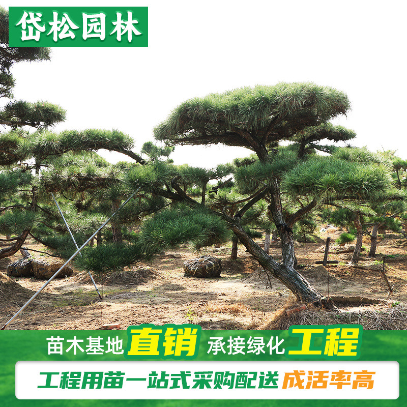10-50公分造型黑松 景观工程绿化江南油松桩 绿化造型观赏松树