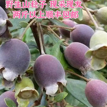 Ұ��ɽ���ӹ��ҽ���500g��؛ɽǌ�����r�����Ӹɶ�����ݾ����ݲ�