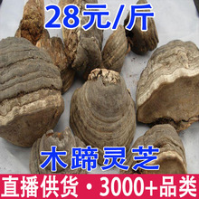 木蹄灵芝 马蹄灵芝 木蹄层孔菌批发代发
