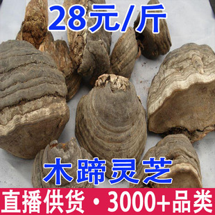 ľ���`֥ �R���`֥ ľ��ӿ׾����l���l
