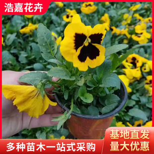 Pansy Cup Seedlings, Pansy Hole Pot Seedlings, Cold-Resistant and Frost-Resistant Flower Plant Potted Supply, Grass Florals, Perennial Florals, Multi-Color