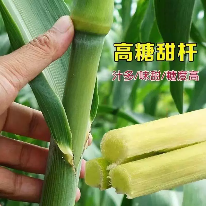甜杆种子芦粟种子甜高粱种子甘蔗种籽水果种籽甘甜多汁四季播蔬菜