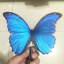 F6Q������˱����{�W��ԭ�����ǰ������������b�Ʒ�˱�