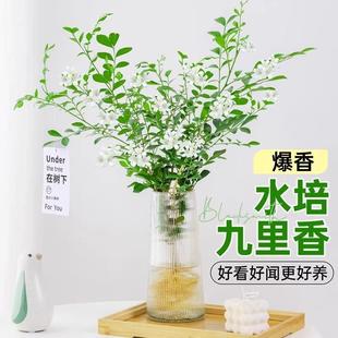 Jiuli Fragrant Potted Jasmine Plant with Strong Fragrance Indoor Hydroponic Mosquito Repellent Easy to Grow Flowers and Green Plants in All Seasons