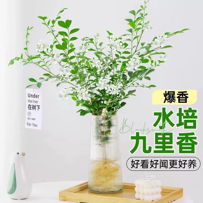 Ароматное растение жасмина в горшке Jiuli с сильным ароматом, комнатное гидропонное средство от комаров, легко выращивать цветы и зеленые растения в любое время года.