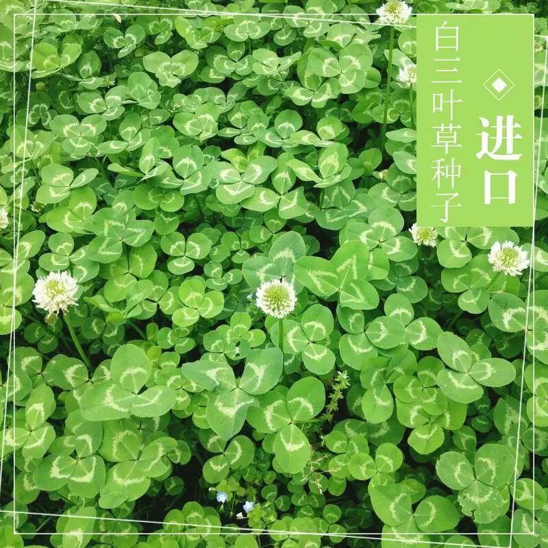 Семена клевера красный и белый клевер Садовый Зеленый навоз многолетний Four Seasons защита зеленого склона озеленение двора газон семена трав