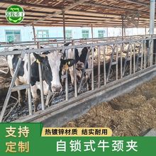 苏牧重工加厚自锁式牛颈夹 养殖场用热镀锌材质新型牛颈枷配件