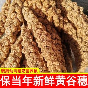Natural Millet Seeds for Parrots, Snacks with Shells, Bird Food, Hamster Food, Rodent Teasing Sticks, and Landscaping Decoration