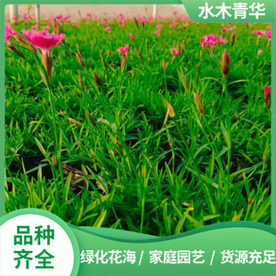 �Wʯ����G����ľ�ļ������_���Gֲ�m��ͥԺ�Nֲ�V���G���Wʯ��